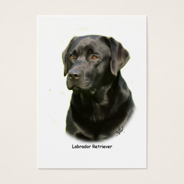 Black Labrador Retriever (Devant)