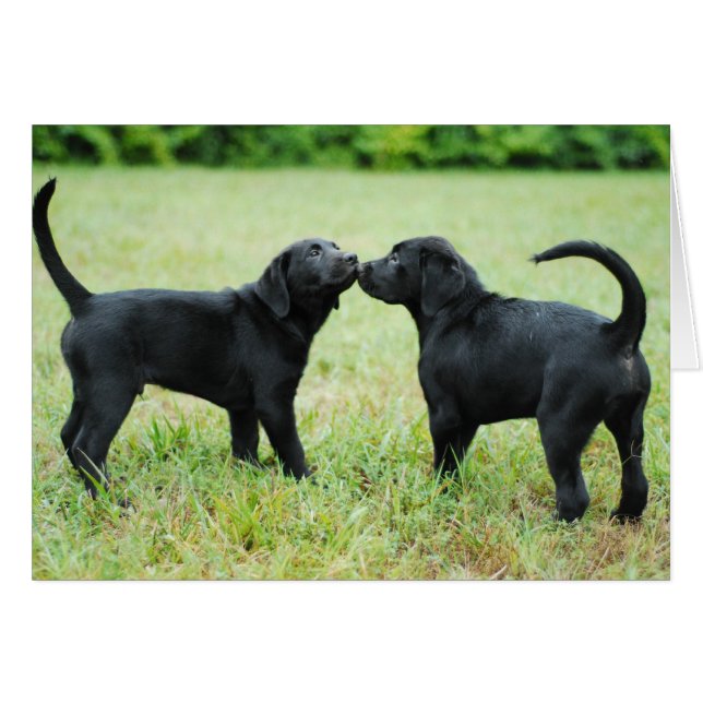 Black Labrador Retriever (Voorkant Horizontaal)
