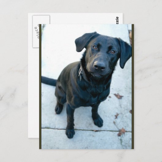 Black Labrador Retriever Briefkaart (Voorkant / Achterkant)