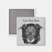 Black Labrador Retriever Dog Magnet (Recto/Verso)
