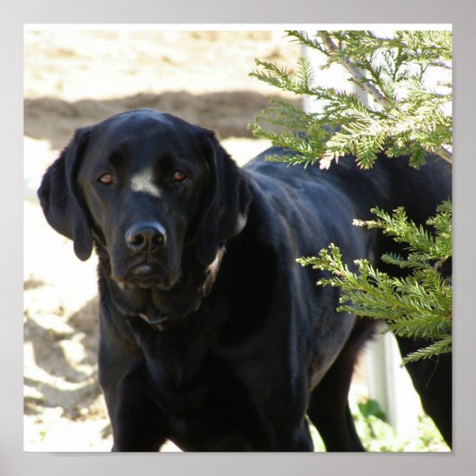 Black Labrador Retriever Dog Poster (Voorkant)