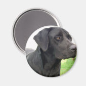 Black Labrador Retriever Magnet rond (Recto/Verso)