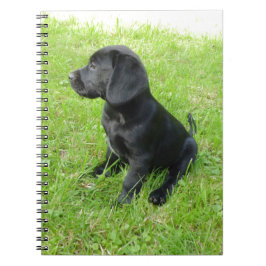 Black Labrador Retriever op gras Notitieboek