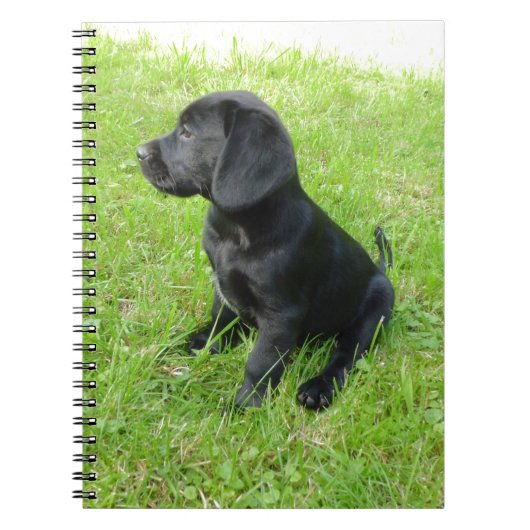 Black Labrador Retriever op gras Notitieboek (Voorkant)