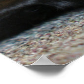 Black Labrador Retriever Poster (Hoek)