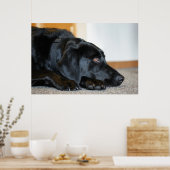 Black Labrador Retriever Poster (Keuken)