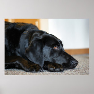 Black Labrador Retriever Poster