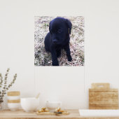 Black Labrador Retriever Poster (Keuken)