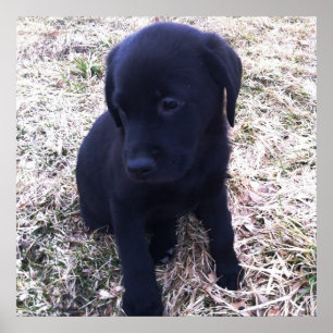 Black Labrador Retriever Poster