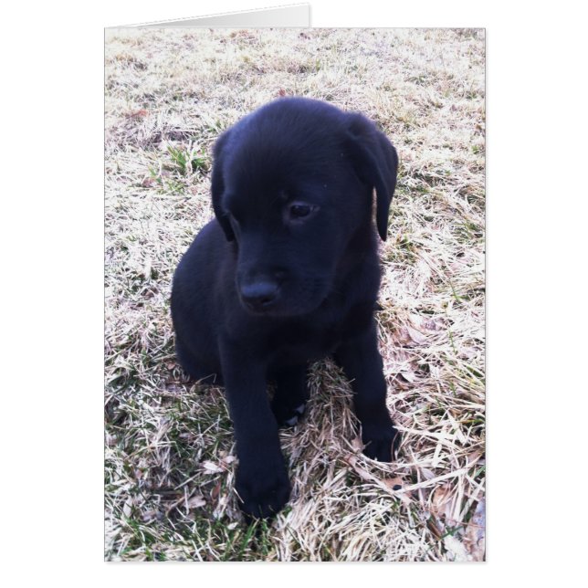 Black Labrador Retriever Puppy (Voorkant)