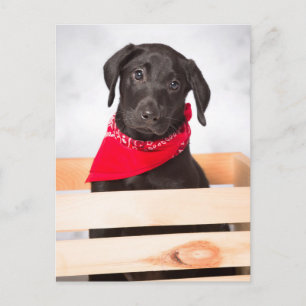 Black Labrador Retriever Puppy Briefkaart
