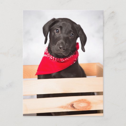 Black Labrador Retriever Puppy Briefkaart (Voorkant)