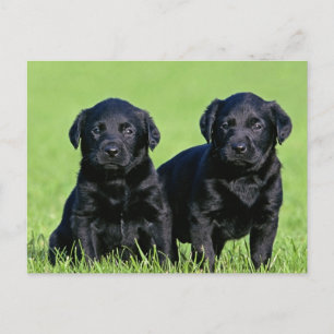 Black Labrador Retriever Puppy Dog Briefkaart