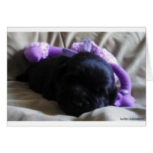 Black Labrador Retriever Puppy op een lege kaart