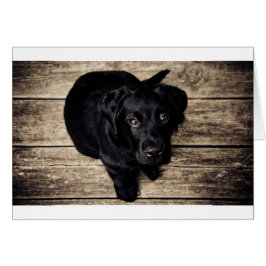 Black Labrador Retriever Puppy op hout