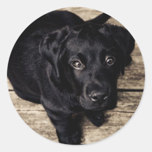 Black Labrador Retriever Puppy op hout Ronde Sticker