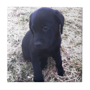 Black Labrador Retriever Puppy Tegeltje