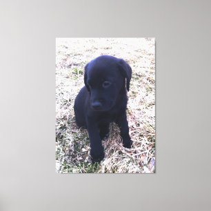 Black Labrador Retriever Puppy Wrapped Canvas Afdruk