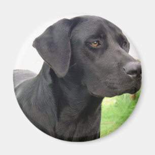 Black Labrador Retriever Round Magnet Magneet