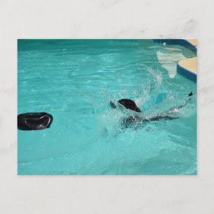Black Labrador Retriever Splashes in pool Briefkaart