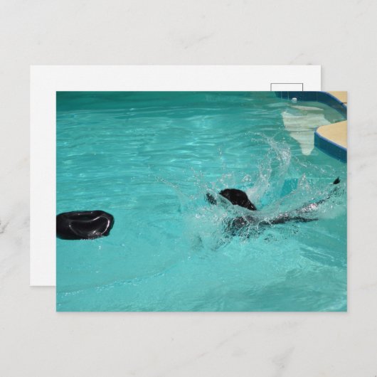 Black Labrador Retriever Splashes in pool Briefkaart (Voorkant / Achterkant)