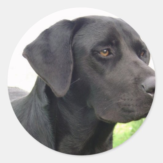 Black Labrador Retriever Sticker (Voorkant)