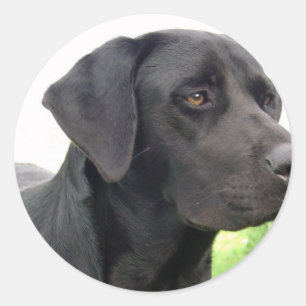 Black Labrador Retriever Sticker