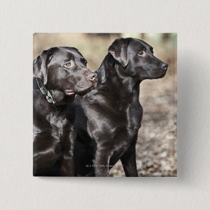 Black Labrador Retrievers Vierkante Button 5,1 Cm