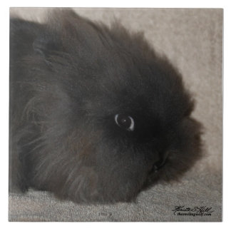 Black Lionhead Rabbit Tegeltje