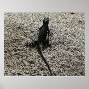 Black Lizard Poster