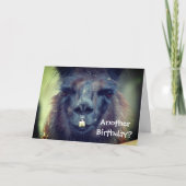 Black Llama Animal Funny Birthday Kaart (Voorkant)