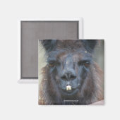 Black Llama Animal Nature Magnet Photo (Recto/Verso)