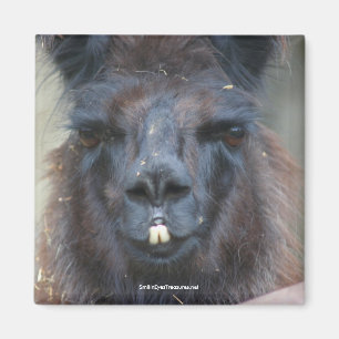 Black Llama Animal Natuur Photo Magnet Magneet