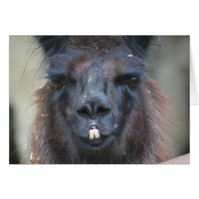 Black Llama Face Boerderij Animal Fotografie Card (Voorkant Horizontaal)
