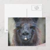 Black Llama Farm Animal Nature Photo Carte Postale (Devant / Derrière)