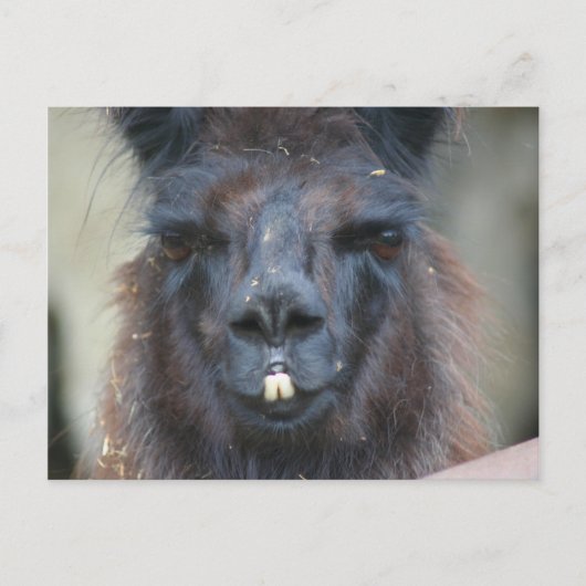 Black Llama Farm Animal Nature Photo Carte Postale (Devant)