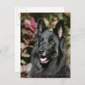 Black Long Hazard German Shepherd Briefkaart (Voorkant / Achterkant)