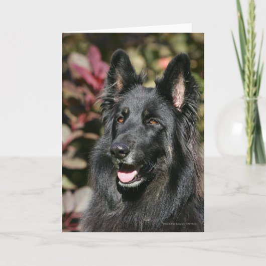 Black Long Hazard German Shepherd Kaart (Voorkant)