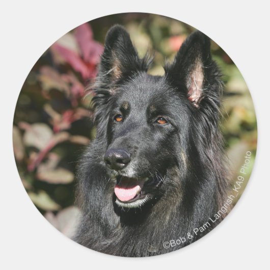 Black Long Hazard German Shepherd Ronde Sticker (Voorkant)