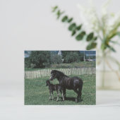 Black Mare en Foal Briefkaart (Staand voorkant)