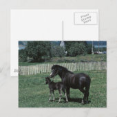 Black Mare en Foal Briefkaart (Voorkant / Achterkant)