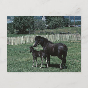 Black Mare en Foal Briefkaart