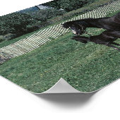 Black Mare en Foal Poster (Hoek)