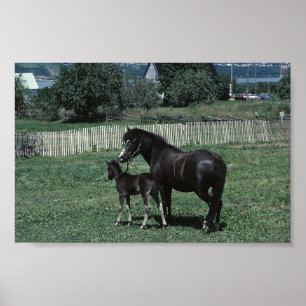 Black Mare en Foal Poster