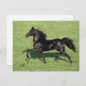 Black Morgan Stallion Mane en Tail stromend Briefkaart (Voorkant / Achterkant)