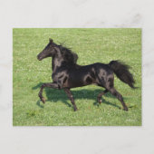 Black Morgan Stallion Mane en Tail stromend Briefkaart (Voorkant)