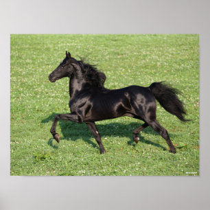 Black Morgan Stallion Mane en Tail stromend Poster