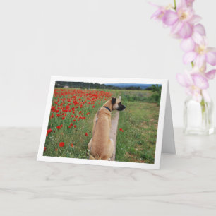 Black Mouth Cur Dog and Poppy Flowers Kaart