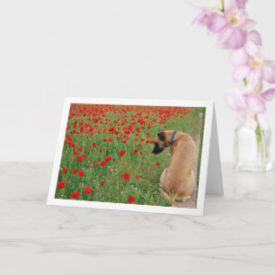 Black Mouth Cur Dog en Poppy Flowers Card Kaart
