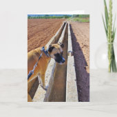 Black Mouth Cur Dog Portret Kaart (Voorkant)